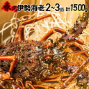 伊勢エビ 【ふるさと納税】漁港直送！四万十町産の天然伊勢海老2～3匹（計1500g）／Dns-16 海鮮 魚介類 伊勢海老 伊勢エビ いせえび 海老 エビ ギフト 贈答