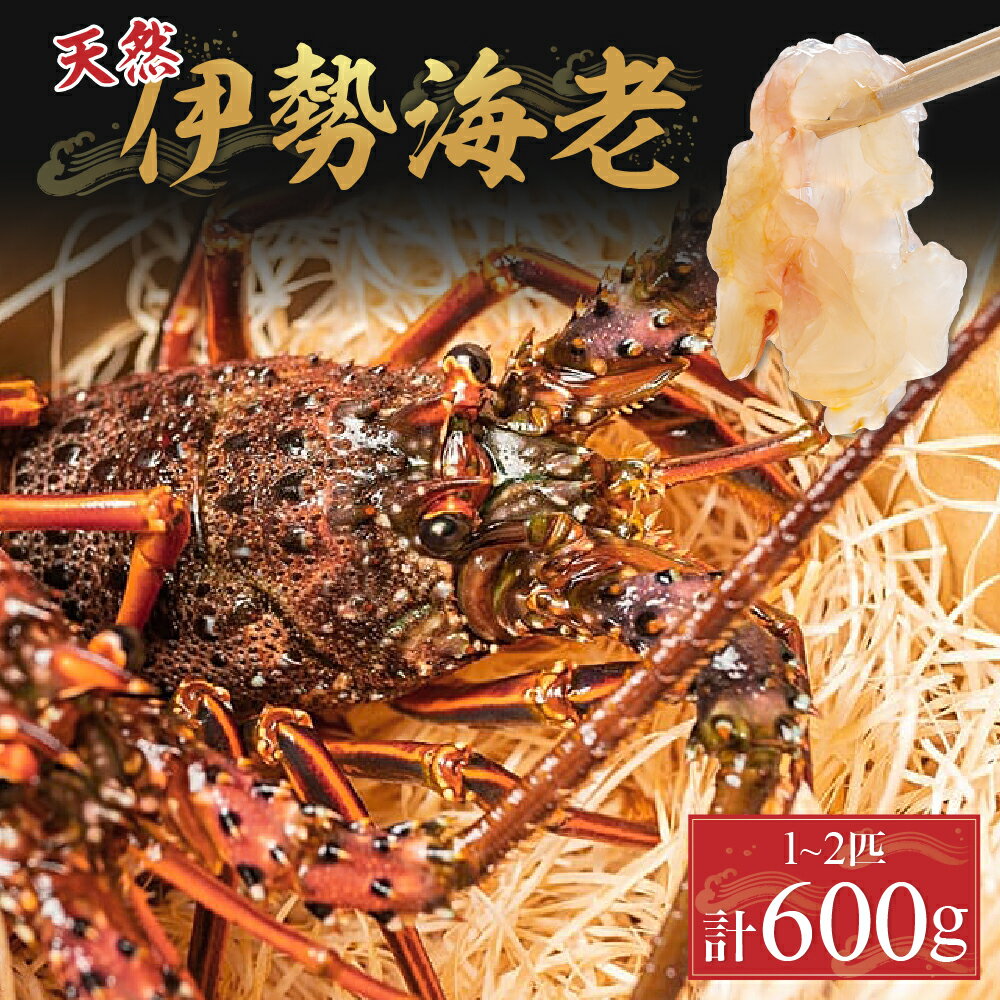 【ふるさと納税】漁港直送！四万十町産の天然伊勢海老1～2匹（計600g）Dns-12 海鮮 魚介類 伊勢海老 伊勢エビ いせえび 海老 エビ ギフト 贈答