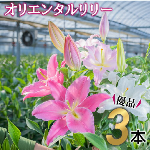 日頃の感謝を「花束」で、オリエンタルリリー[優品3本]Osy-A13 誕生日 植物 フラワー ギフト プレゼント