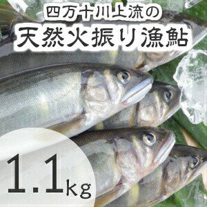 【ふるさと納税】Esj-12k 四万十川上流の天然鮎　冷凍　火振り漁鮎（4～14尾）【着日指定不可】