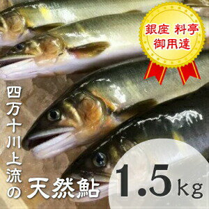 商品説明名称天然鮎 内容量釣り鮎(冷凍)　1.5kg(6〜22尾) レシピ付き※毎年5月16日出荷分より、新年度産鮎へ切り替わります。釣れたその日に一匹一匹丁重に包装、冷凍したものをお届けしています。産地名 高知県四万十町産養殖・解凍天然・冷凍鮎注意事項 ご到着日の指定が出来かねます。予めご了承ください。 ・ふるさと納税よくある質問はこちら ・寄附申込みのキャンセル、返礼品の変更・返品はできません。あらかじめご了承ください。