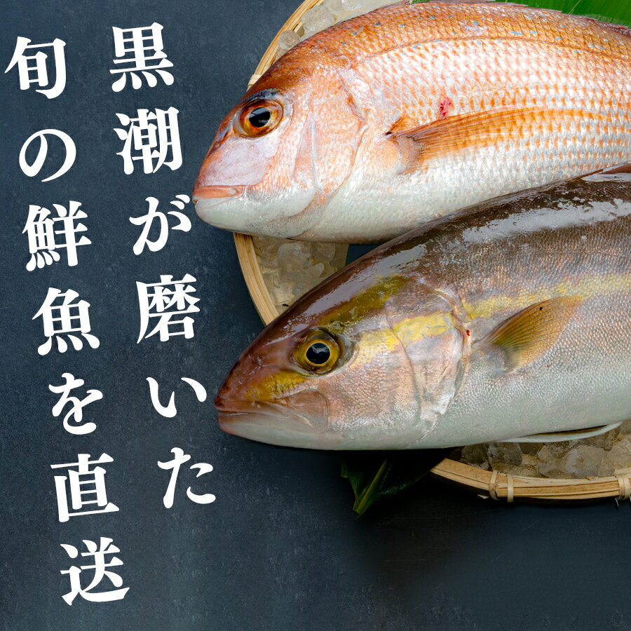 【ふるさと納税】鮮魚 3kg～ 鮮魚ボックス 詰め合わせ 刺身 刺し身 さしみ 海鮮丼 寿司 鮮度抜群 産地直送 海の幸 海鮮 魚介 新鮮 厳選 ギフト お取り寄せ おすすめ 人気 お中元 お歳暮 高知県産