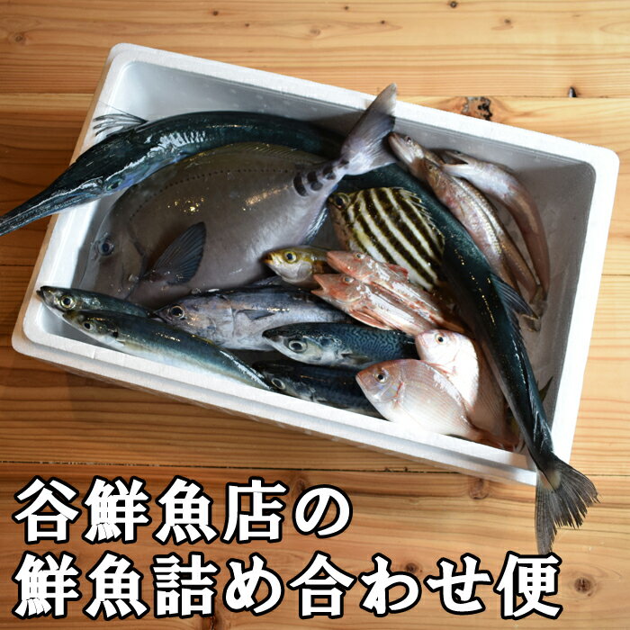 谷鮮魚食堂 黒潮の海で育った鮮魚 詰め合わせ便