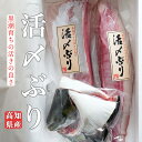 【ふるさと納税】脂乗りバツグン！養殖ブリ活〆半身(1.2kg～)