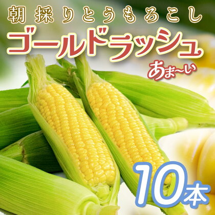 【高知県 大月町産】Kameo farmの朝採れゴールドラッシュ 10本