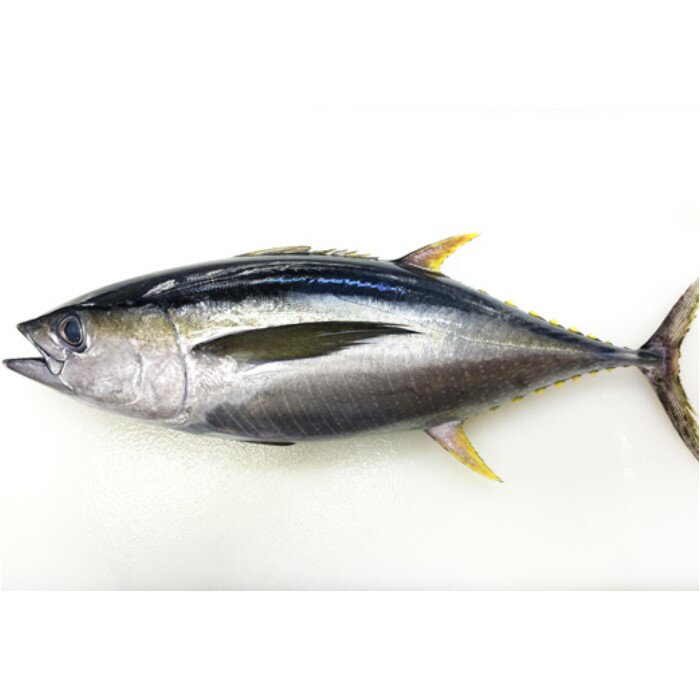 【ふるさと納税】【谷鮮魚食堂】天然キハダマグロ　赤身柵 約1kg