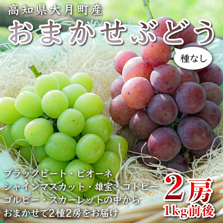 【ふるさと納税】【高知県 大月町産】松田ぶどう園 種なしブドウ2房 1kg 