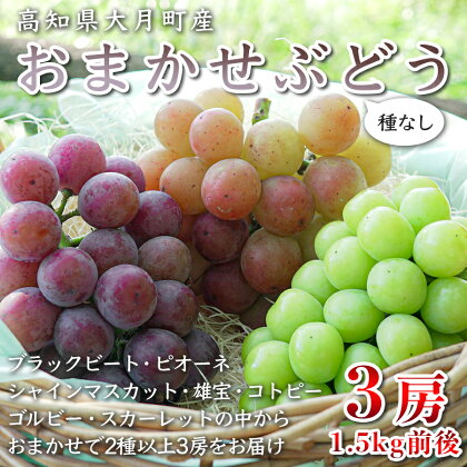 【高知県 大月町産】松田ぶどう園　種なしブドウ3房(1.5kg)