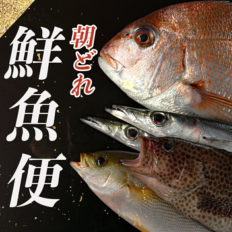 【ふるさと納税】朝どれ！1000種類の魚種がいる大月の鮮魚便