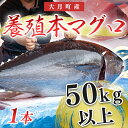 【ふるさと納税】特大 国産 養殖 本マグロ 50kg以上 一本丸ごと 本まぐろ クロマグロ 黒マグロ|鮪 まぐろ 生まぐろ 丸ごと1本 鮮魚 生食用 高級海鮮 贅沢グルメ 刺身 寿司 パーティー 業務用 イベント 解体ショー 限定数量 飲食店 高知県 大月町産