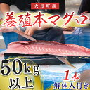 【ふるさと納税】本マグロ(50kg以上)1本 (解体人付き)