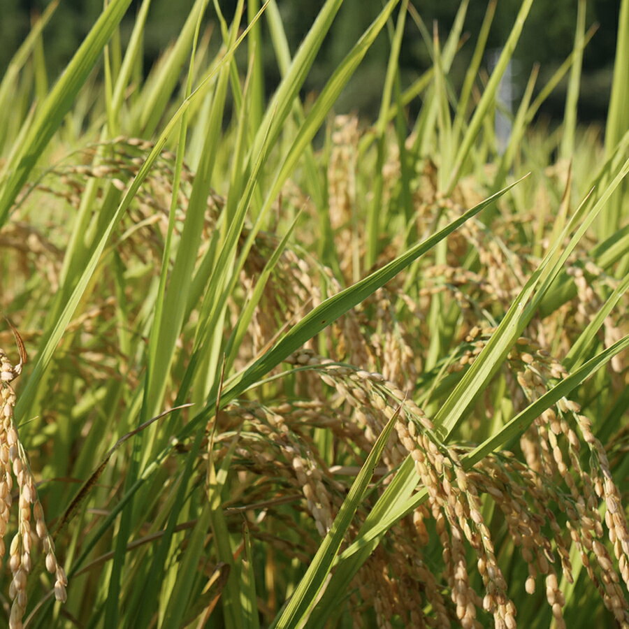 【ふるさと納税】 令和8年 新米 ヒノヒカリ 春遠米 2~10kg 高知県大月町産 米 お米 精米 白米 ブランド米 2026年産 2026新米 ごはん 白ごはん 10月中旬より順次お届け ふるさと納税米 新米予約 期間限定 数量限定 米2キロ 米5キロ 米10キロ 2kg 5kg 10kg 高知 高知県 大月町 f394246-otsuki-10000986 高知県大月町 サンプル画像3