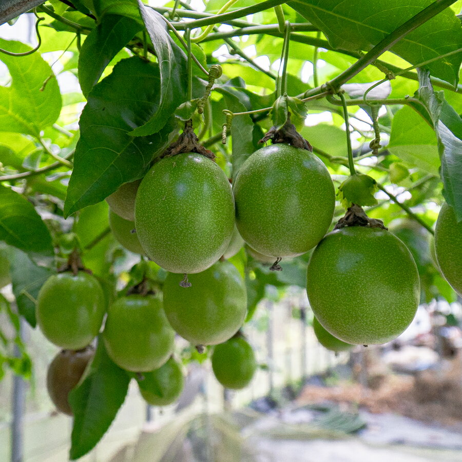 �ڤդ뤵��Ǽ�ǡۥѥå����ե롼�� 10�� ���ݴ����������Ի��� ͭ������ ���ե롼�� �ȥ��ԥ���ե롼�� ��ʪ ���� �̼� ���̸��� �������� ������ �������� �Ż��äѤ� �� ���� ������� ����β�ʪ �� �� £��ʪ �̼�