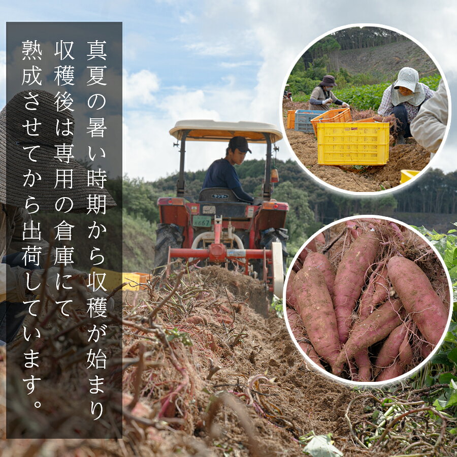 【ふるさと納税】さつまいも 熟成 安納芋 約5kg・約7k・約10kg から選べる 焼き芋 焼芋 やきいも ねっとり 濃厚 蜜芋 芋 おいも サツマイモ さつま芋 安納いも スイーツ おやつ 国産 産地直送 栽培期間中農薬不使用 高知県 大月町産