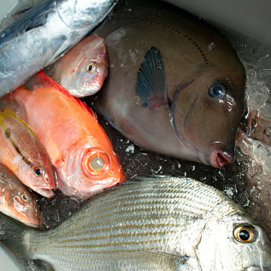 【ふるさと納税】高知県産 鮮魚 詰め合わせ便 2kg 谷鮮魚食堂 内臓未処理 産地直送 生魚 海鮮 セット 刺身 刺し身 煮付け カツオのたたき 詰合せ 食べ比べ グルメ 魚 お取り寄せ ギフト 贈答用 鮮魚セット 高知県 海鮮セット 大月町 f394246-otsuki-10001886 高知県大月町 サンプル画像3