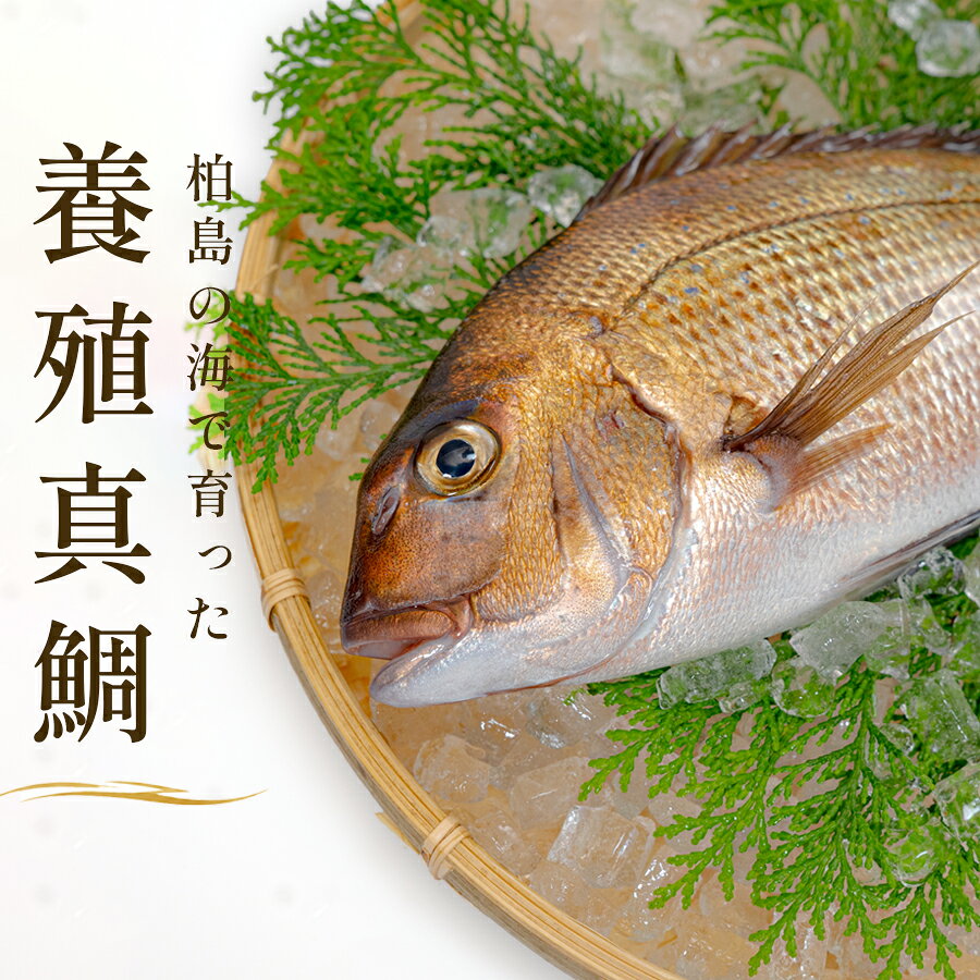 【ふるさと納税】お食い初め 真鯛 2尾 双子 1kg以上 尾頭付き 鯛 のみ 2匹 真空パック 祝い鯛 百日祝い 100日祝い 鯛の塩焼き お食初め 自宅 お食い初め料理 初節句 100日お祝い膳 祝い善 節句 記念撮影 赤ちゃん ベビー 魚 高知県 柏島産 大月町
