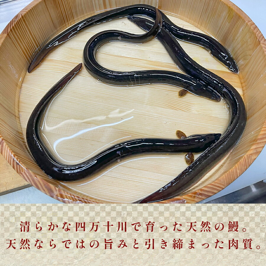 【ふるさと納税】希少 天然 鰻 蒲焼 約1～7人前 200g～800g 国産 四万十川 うなぎ ウナギ 蒲焼き ウナギ蒲焼 鰻蒲焼 うな重 備長炭 炭火 炭火焼き 冷凍 湯せん 小分け 贈答 お取り寄せ ギフトご褒美 簡単 土用の丑の日 高知県 大月町 f394246-otsuki-10001893 高知県大月町 サンプル画像3