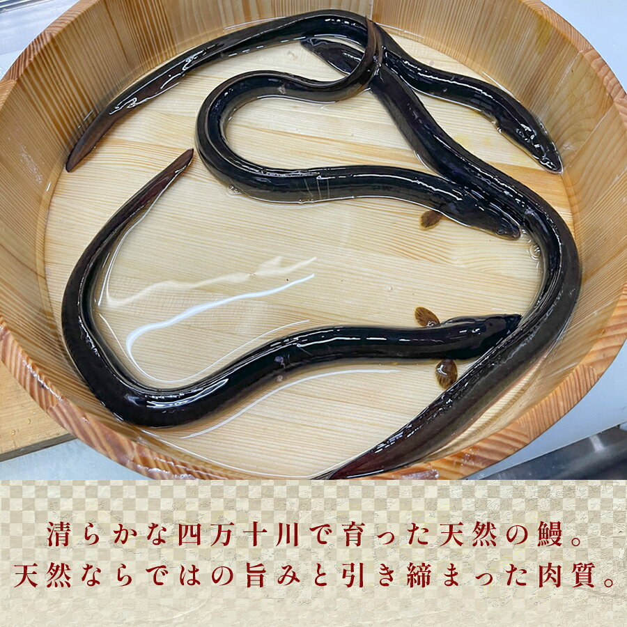 【ふるさと納税】希少 天然 鰻 白焼き 国産 四万十川 うなぎ ウナギ 白焼 ウナギ白...