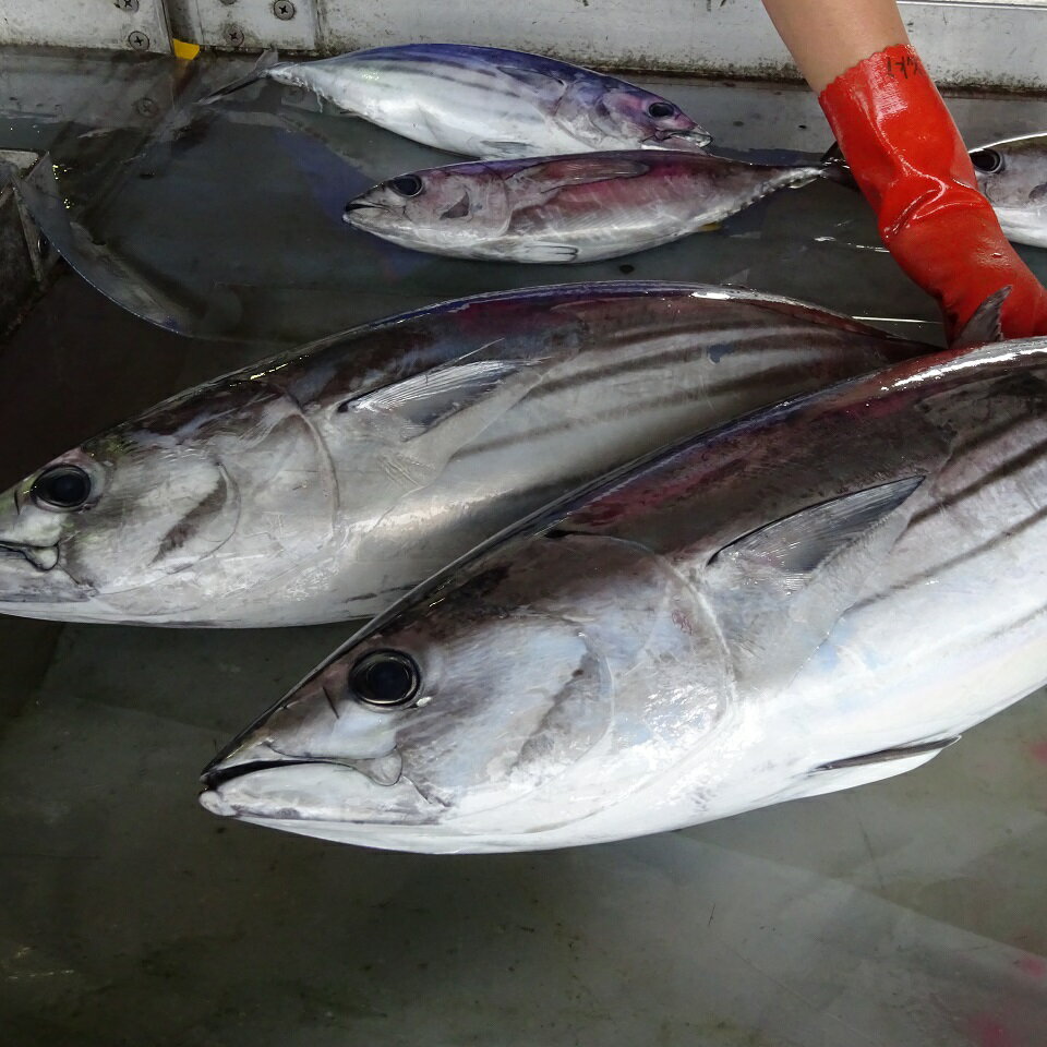 [1278]初鰹 土佐佐賀港水揚げ 1.0kg 2尾