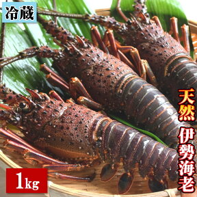 【ふるさと納税】天然 伊勢海老 1.0kg（2～4尾） 黒潮町 ［0302］