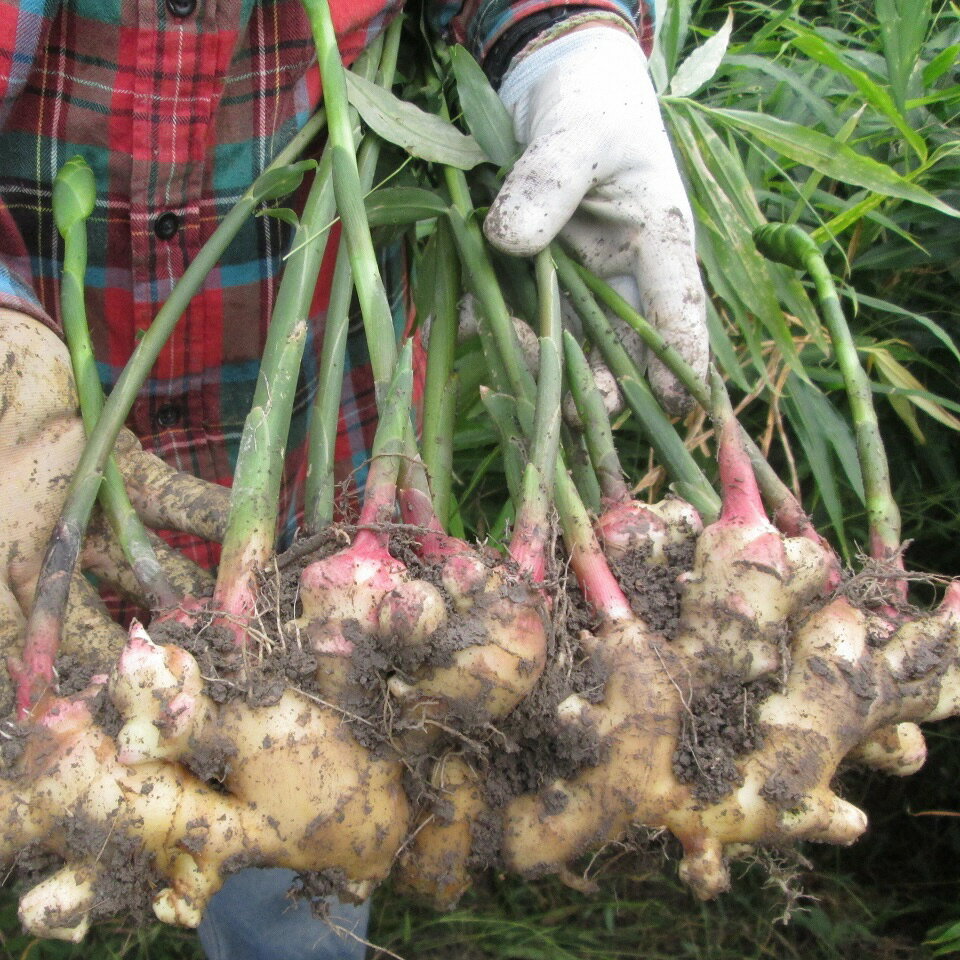 [1389]自然の力だけで育てた、こだわり農法の生姜(土付き350g)高知県黒潮町産