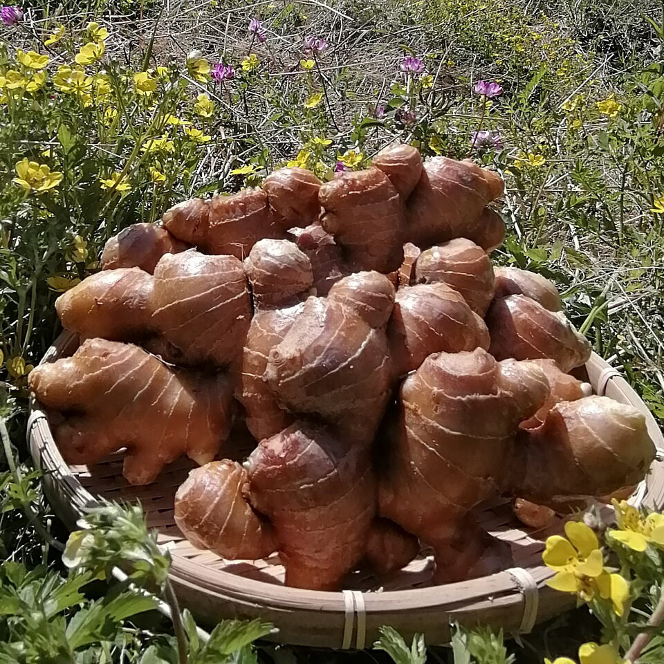 【ふるさと納税】［1323］自然の力だけで育てた、こだわり農法の生姜（水洗い2kg）高知県黒潮町産 1