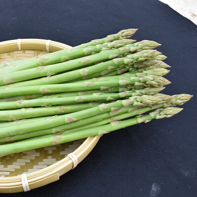 楽天ふるさと納税　【ふるさと納税】【訳あり】 グリーン アスパラ（春芽） 1.1kg 高知県 黒潮町 産