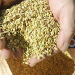 【ふるさと納税】［0509］特別栽培メダカ米(玄米)10kg