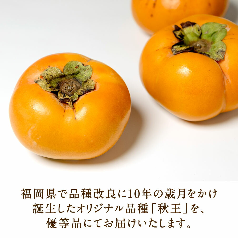 【ふるさと納税】福岡県産 博多秋王【優等品】 柿 〈選べる〉約1.75kg以上 / 約3.5kg以上 / 約7kg以上 / 約10.5kg以上 果物 フルーツ 旬 新鮮 かき オリジナル品種 くだもの 季節 国産 福岡県北九州市 予約 【2026年10下旬より発送予定】