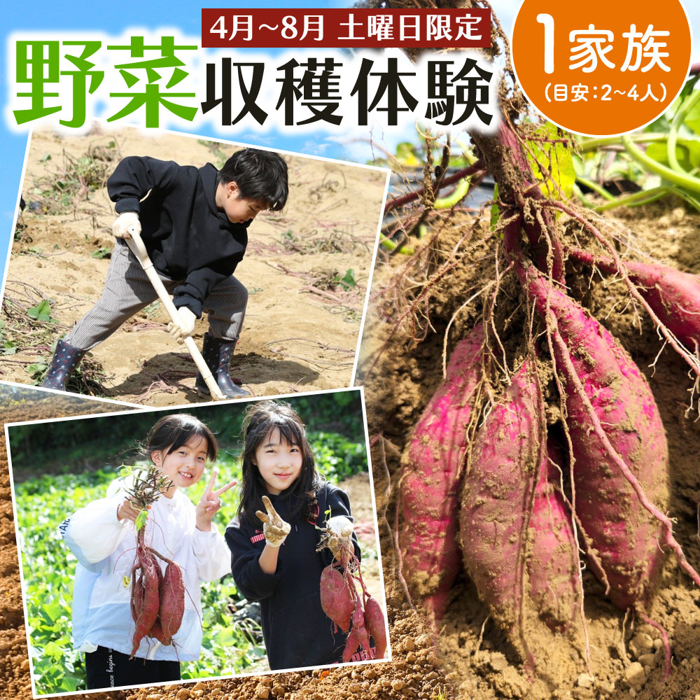 アウトドア体験チケット 【ふるさと納税】北九州市 野菜収穫体験 1家族(目安：2～4人) 【収穫可能期間 4月～8月 】 野菜 夏野菜 （玉ねぎ じゃがいも ピーマン なすび 紫蘇 等） 農家 農業体験 休日 体験 畑 収穫 チケット 夏休み アウトドア 親子 家族 松浦ファーム 福岡県 九州【土曜日限定】