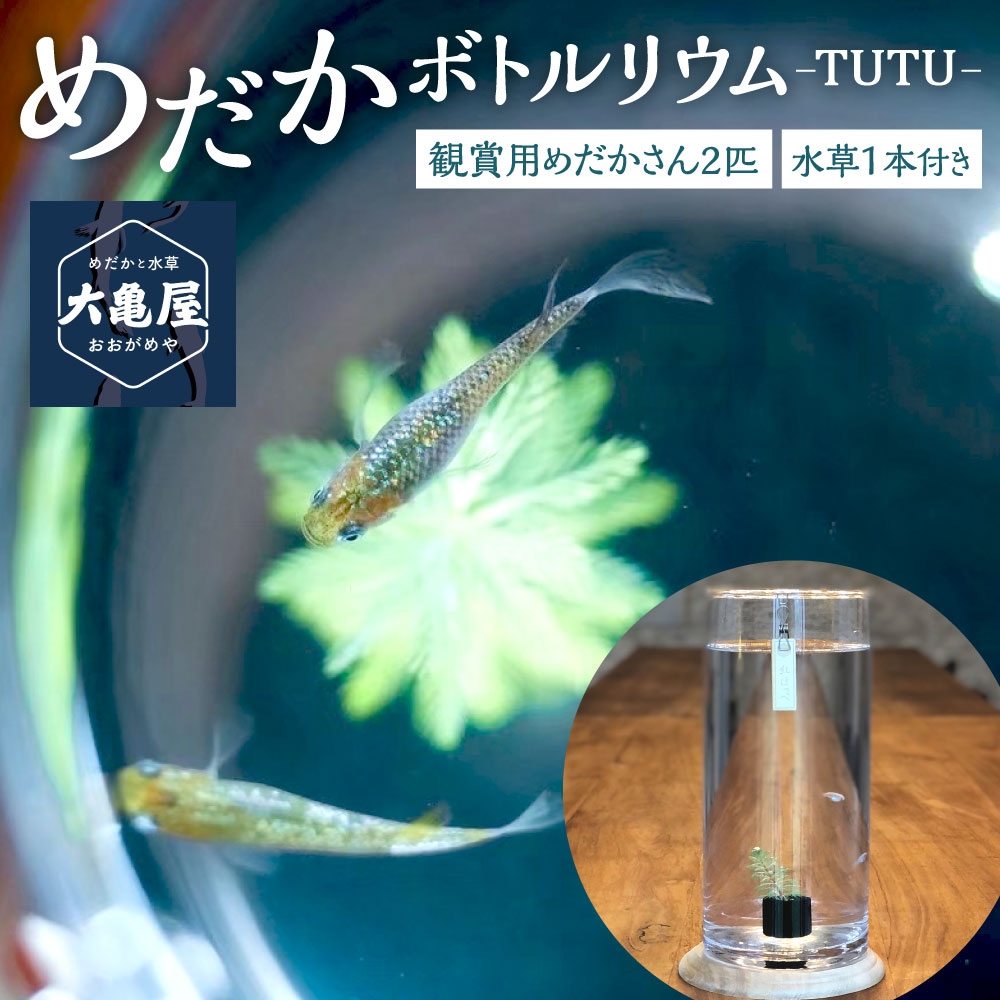 13位! 口コミ数「0件」評価「0」めだか ボトルリウム -TUTU- めだかさん 2匹 おまかせ ガラス 容器 水草 1本 ウォーターコイン または ミリオフィラム メダカ ･･･ 