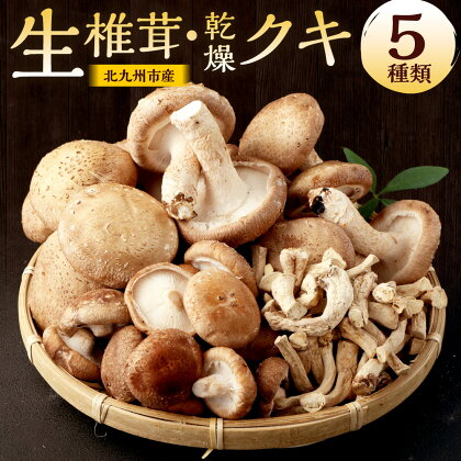 北九州市産 生椎茸・乾燥クキ のセット 5種類 最高級椎茸 小ぶり 肉厚 椎茸芽 クキ付き 椎茸 生椎茸 乾燥クキ椎茸 しいたけ きのこ 新鮮 パック 冷蔵 国産 福岡県 送料無料