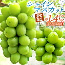 【ふるさと納税】【数量限定】農家直送 シャインマスカット 約1.4kg(2~3房) 有機肥料栽培 北九州市若松産 果物 フルーツ 旬 新鮮 マスカット 大粒 種なし 冷蔵 福岡県北九州市 【2025年9月上旬-11月上旬発送予定】