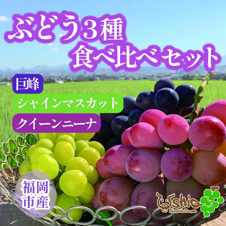 【北海道・沖縄・離島発送不可】【2024年8月以降順次発送】福岡市産ぶどう3色セット1300g（計3房） | ぶどう 葡萄 ブドウ 食べ比べ 巨峰 シャインマスカット クイーンニーナ フルーツ 果物 くだもの 食品 人気 おすすめ 送料無料