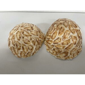 【ふるさと納税】食品サンプルの【博多ひとくち餃子な帽子】