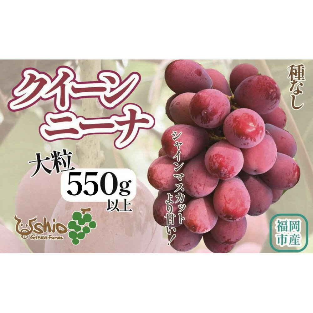 【ふるさと納税】ぶどう 福岡市産クイーンニーナ 550g (1房)【北海道・沖縄・離島発送不可】【2026年8月以降順次発送】 | 果物 フルーツ 大粒 ぶどう...
