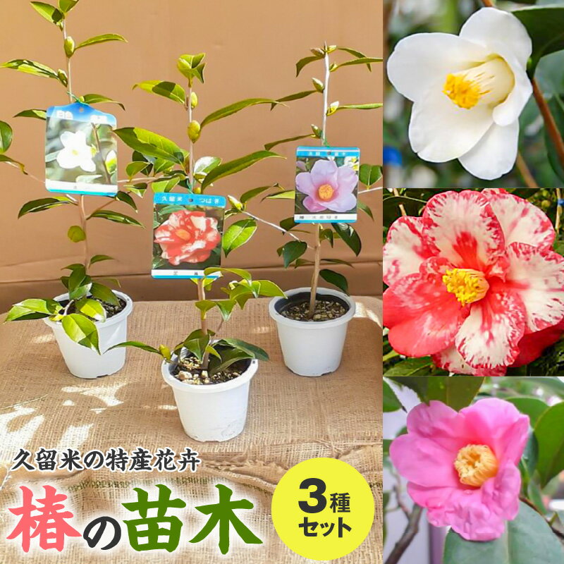 【ふるさと納税】苗木 椿 3種 セット 久留米の特産花卉 最小白花 正義 太郎冠者 産地直送 秋～春 開花...