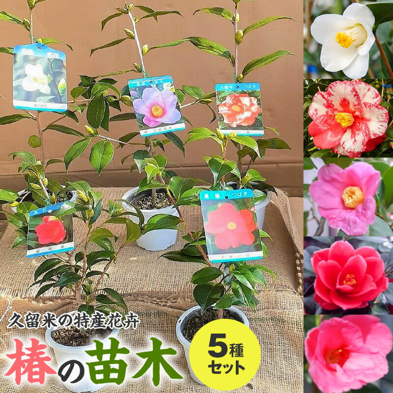 【ふるさと納税】価格改定 苗木 椿 5種 セット 久留米の特産花卉 最小白花 太郎冠者 正義 紅侘助 赤春の台 秋～春 開花 一重咲 八重咲 鑑賞 説明書付き 鉢植え 花 庭 園芸 ガーデニング 特産品 福岡県 久留米市 お取り寄せ 送料無料