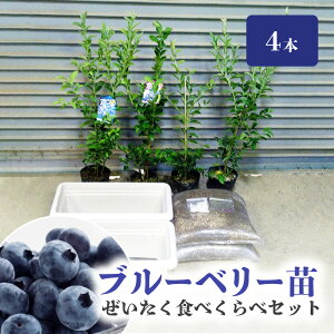 【ふるさと納税】ブルーベリー 苗 4本 ぜいたく食べ比べ セット ブルーベリー苗 2年生 IB化成肥料 専用鉢 2個 植え方 育て方 説明書付 ブルーベリージャム ヨーグルトにかけて 苗木 果樹 送料無料 久留米市 福岡県