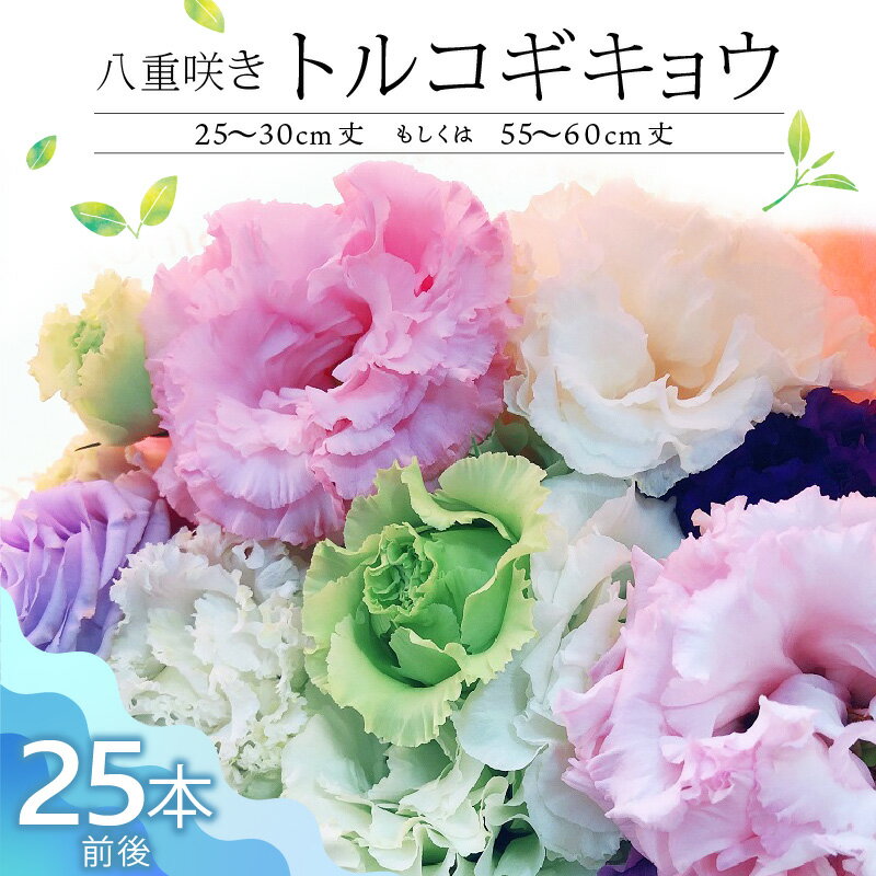 生花 八重咲きトルコギキョウ 30cm 60cm 25本前後 三色 おまかせ ホワイト ラベンダー ブルー 上品 希少品種 種類豊富 自社農場栽培 春出し 秋出し 暖房管理 水分管理 仏壇用 花のある暮らし 花持ち良い 福岡県 久留米市 送料無料