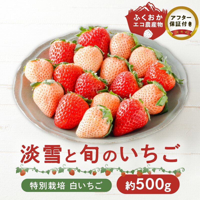 特別栽培 白いちご 淡雪と旬のいちご詰め合わせ紅白セット (ふくおかエコ農産物) 約500g