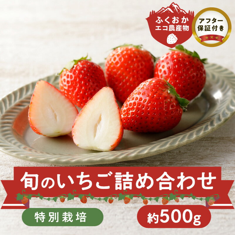 特別栽培 旬のいちご詰め合わせ (ふくおかエコ農産物) 約500g
