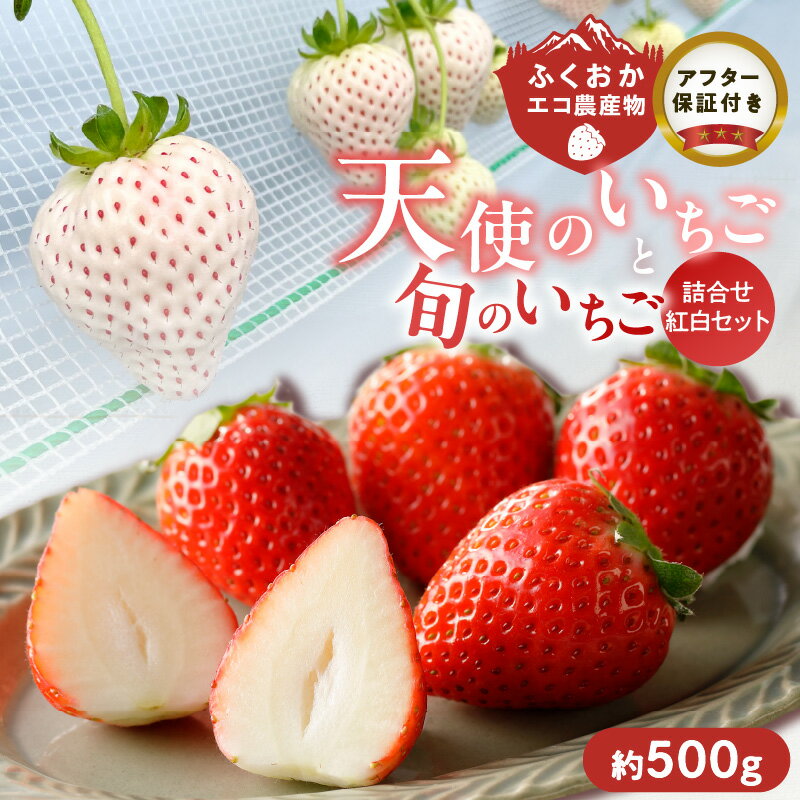 【ふるさと納税】特別栽培 白いちご 旬 いちご 詰め合わせ 紅白セット 2パック入り 約 500g ふくおかエコ農産物 旬のいちご 食べ比べ ギフト用 久留米市産 天使のいちご あまおう 恋みのり かおりの 紅ほっぺ よつぼし すず あまえくぼ お取り寄せ 福岡県 久留米市 送料無料