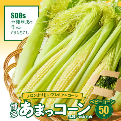 【先行予約】産地直送 2024年6月より順次出荷 メロンより甘い とうもろこし ベビーコーン 博多あまっコーン おおもの 50本 ほんのり甘い シャキシャキ 食感 旬の味 野菜 お取り寄せ 福岡県 久留米市 送料無料