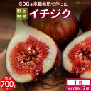【ふるさと納税】 先行予約 イチジク 秀品 700g以上 (サイズ混合12個) SDGs 米糠堆肥 樹上完熟 桝井ドーフィン イチジクケーキ ジャム ジェラート...