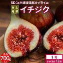 【ふるさと納税】イチジク 秀品 700g以上 (サイズ混合12個) SDGs 米糠循環農法 樹上完熟 桝井ドーフィン イチジクケーキ ジャム ジェラート ドライフルーツ 潰れにくい 宙吊り包装 ギフト 酒見農産 福岡 久留米 送料無料 産地直送 【2025年8月より順次出荷】