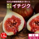 【ふるさと納税】イチジク 秀品 700g 以上 サイズ混合 12個 × 2箱 SDGs 米糠循環農法 樹上完熟 桝井ドーフィン イチジクケーキ ジャム ジェラート フルーツ 果物 潰れにくい 専用容器 ギフト 酒見農産 福岡 久留米 送料無料 産地直送 【2025年8月より順次出荷】