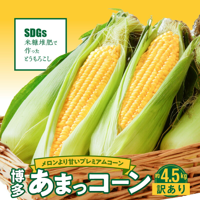 【ふるさと納税】とうもろこし 4.5kg 約 12本 ～ 20本 メロンより甘い 博多あまっコーン 久留米産 おおもの ご家庭用 訳あり プレミアムコーン 甘い 平均糖度 20度 冷蔵配送 旬の味 野菜 コーン 酒見農産 お取り寄せ 福岡県 久留米市 送料無料