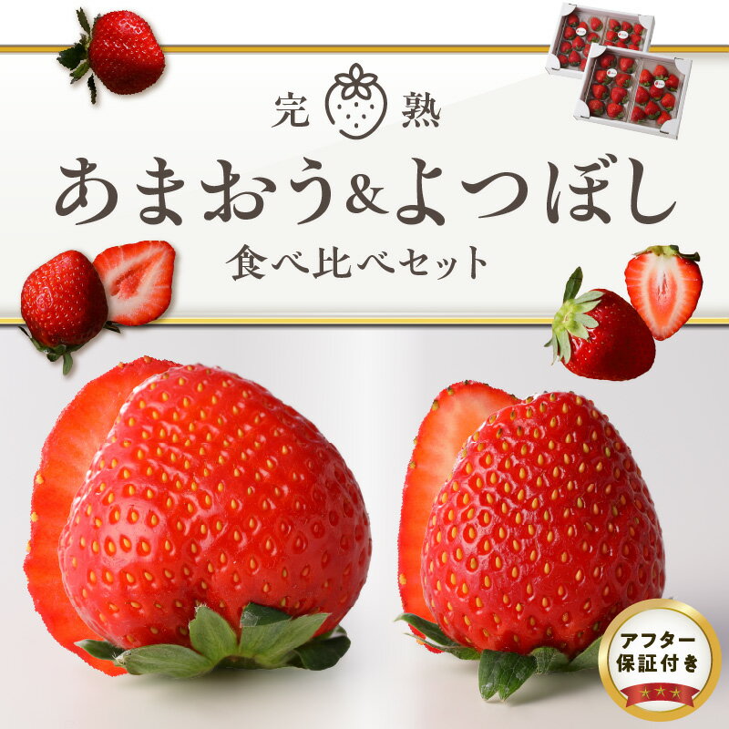 【ふるさと納税】イチゴ あまおう よつぼし 食べ比べ セット