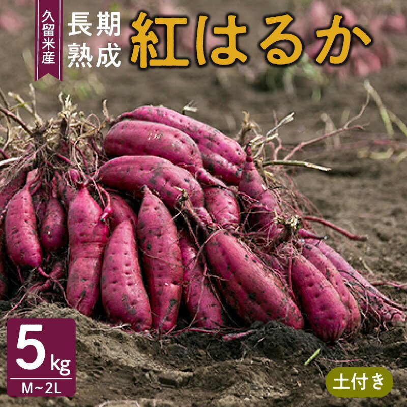 さつまいも 久留米市産 長期熟成 紅はるか 5kg M ～ 2L サイズ 土付き 栽培期間中農薬不使用 熟成 甘い 美味しい おやつ スイーツ 常温発送 国産 九州 福岡県 久留米市 お取り寄せ お取り寄せグルメ 送料無料